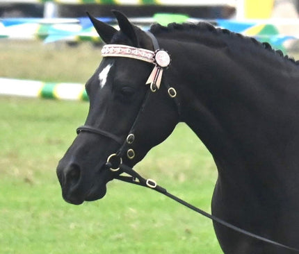 Collection image for: EQUINE