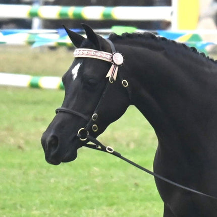 Collection image for: EQUINE