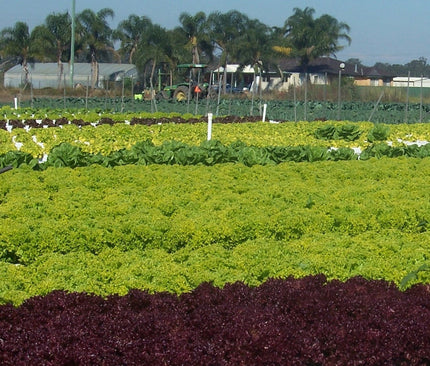 Collection image for: FRUIT & VEG