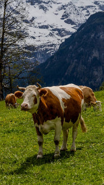 Collection image for: Livestock