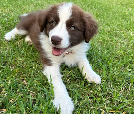 Collection image for: PET SUPPLIES