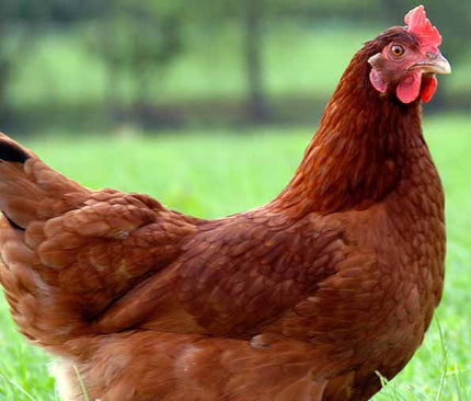 Collection image for: Poultry