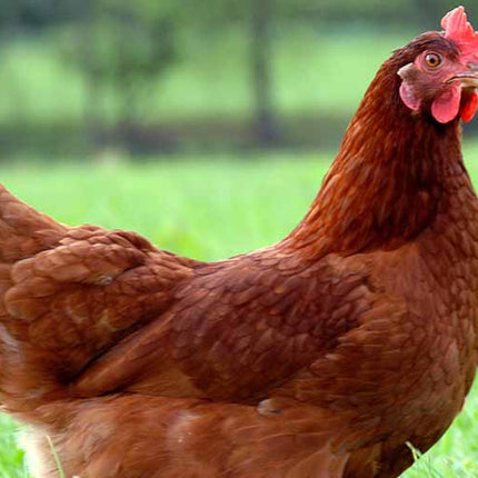 Collection image for: Poultry