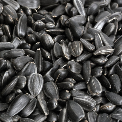AVIGRAIN BLACK SUNFLOWER 15KG