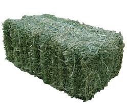 LUCERNE HAY RACE HORSE
