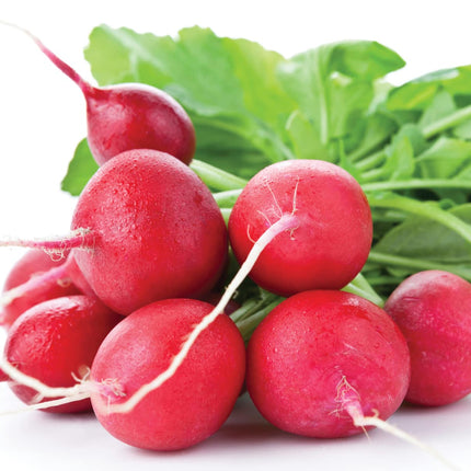 RADISH