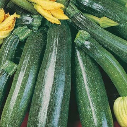 ZUCCHINI