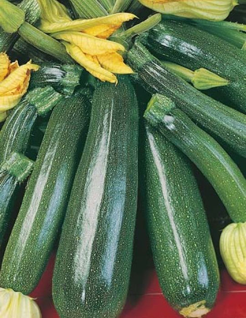 ZUCCHINI