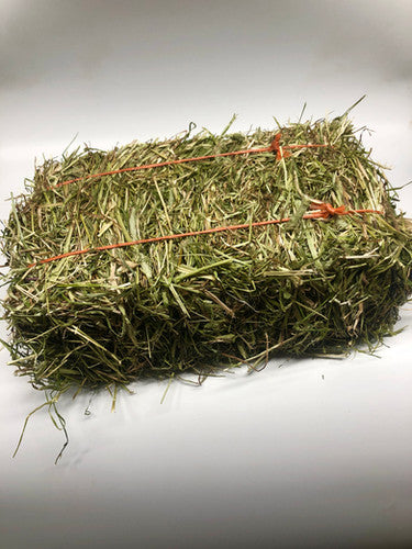 RYE HAY 