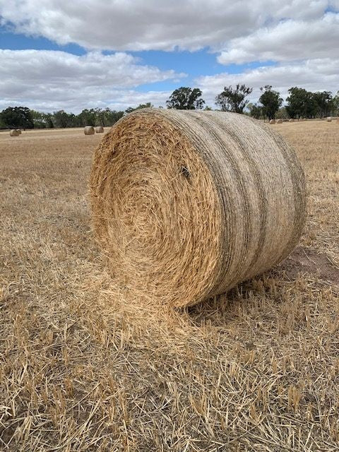 SECOND OATEN ROUND 4 FOOT