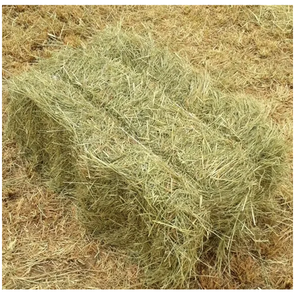 2ND RHODES HAY