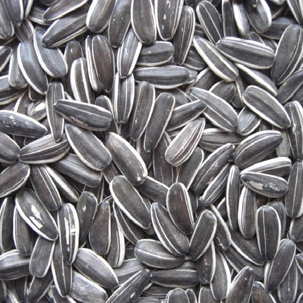 GREY STRIPED SUNFLOWER 15KG - GRENFELL