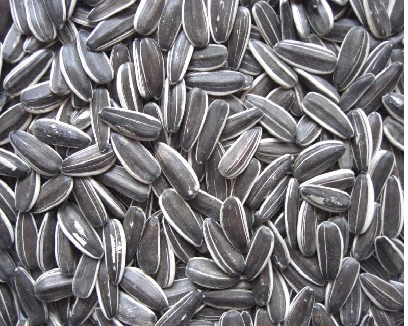 GREY STRIPED SUNFLOWER 15KG - GRENFELL