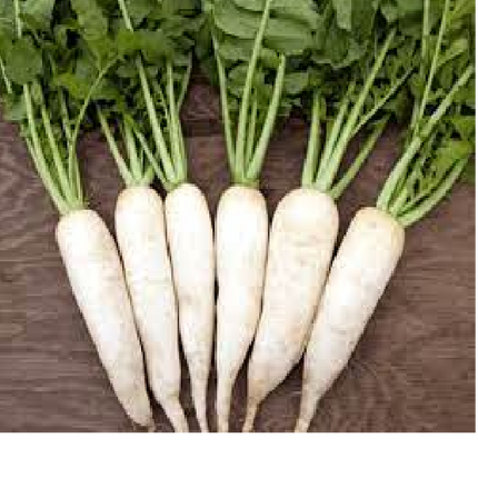 WHITE RADISH
