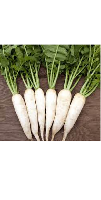 WHITE RADISH