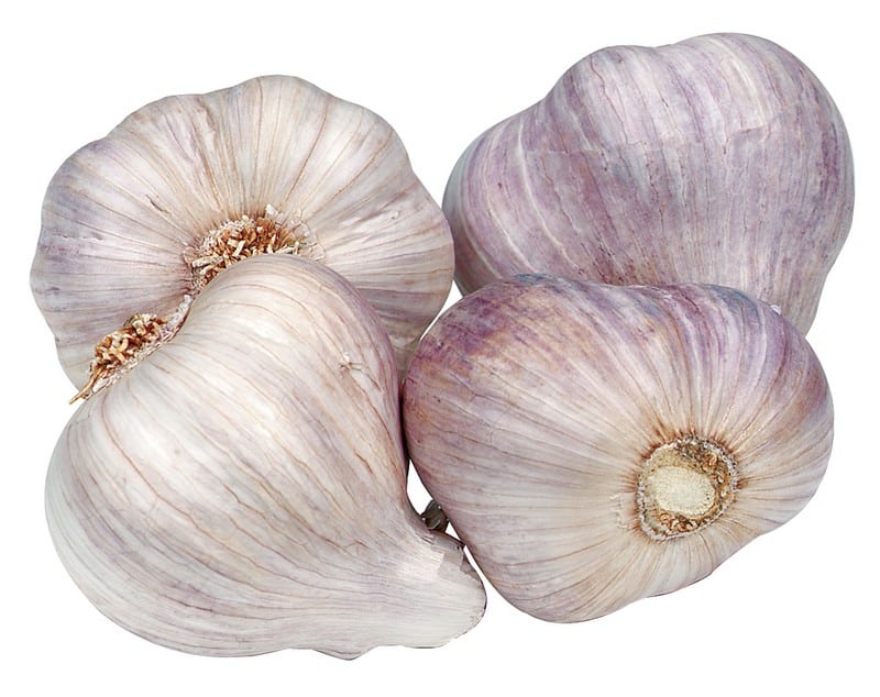 LARGE PURPLE GARLIC