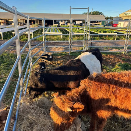 FARM ANIMALS ADULT