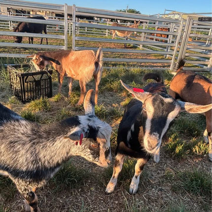FARM ANIMALS ADULT