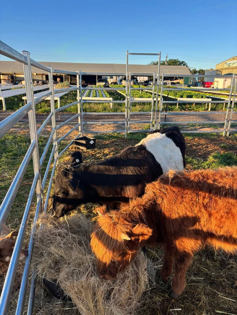 FARM ANIMALS CHILDREN