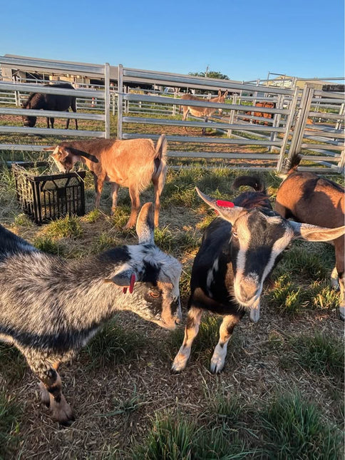 FARM ANIMALS FAMILY