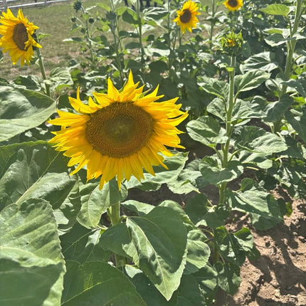 SUNFLOWERS