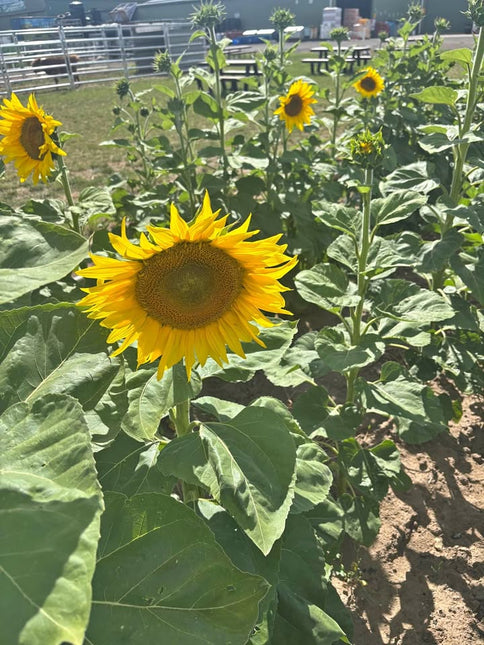 SUNFLOWERS