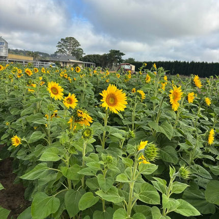 SUNFLOWERS