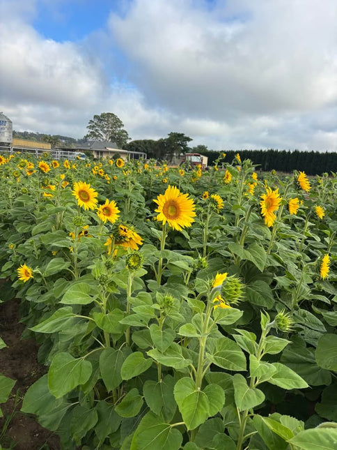 SUNFLOWERS