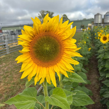 SUNFLOWERS