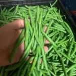 Farm fresh beans crunchy & fresh 500g