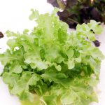 Red or green coral lettuce each