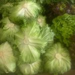 Iceberg lettuce each